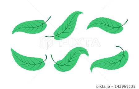 Set of hand drawn leaf illustrations isolated on white background 142969538