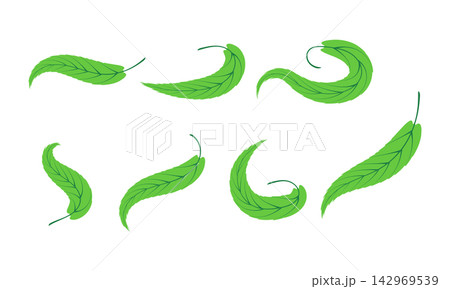 Set of hand drawn leaf illustrations isolated on white background 142969539