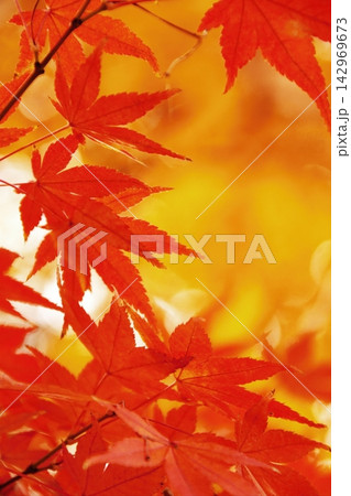 奈良公園を鮮やかに彩る秋の紅葉 142969673