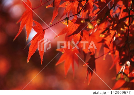 奈良公園を鮮やかに彩る秋の紅葉 奈良公園を鮮やかに彩る秋の紅葉 142969677