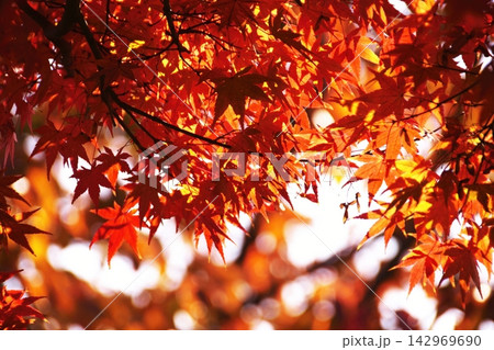奈良公園を鮮やかに彩る秋の紅葉 奈良公園を鮮やかに彩る秋の紅葉 142969690
