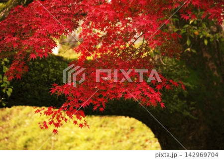 奈良公園を鮮やかに彩る秋の紅葉 奈良公園を鮮やかに彩る秋の紅葉 142969704