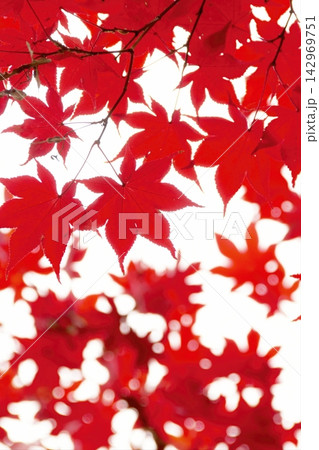 奈良公園を鮮やかに彩る秋の紅葉 奈良公園を鮮やかに彩る秋の紅葉 142969751