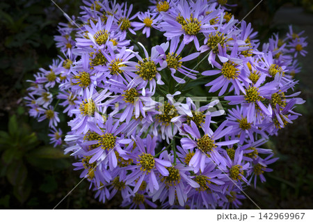 キクの花 キクの花 142969967