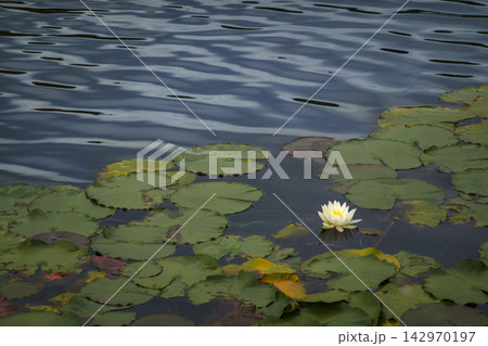 池に咲く睡蓮の花 142970197