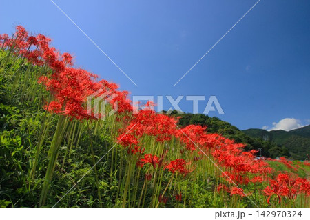 秋の空と山と赤い彼岸花 秋風景 日向薬師 秋の空と山と赤い彼岸花 秋風景 日向薬師 142970324