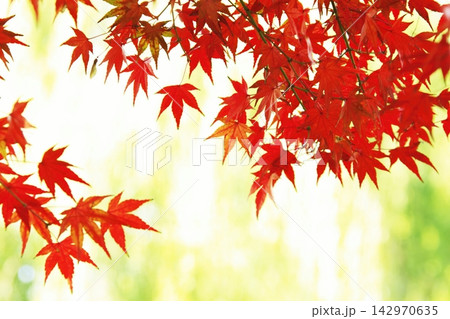京都の秋を鮮やかに彩る紅葉 京都の秋を鮮やかに彩る紅葉 142970635
