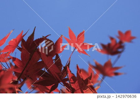 京都の秋を鮮やかに彩る紅葉 142970636