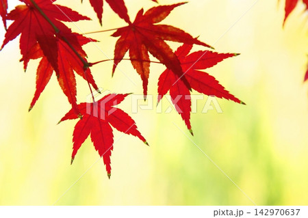 京都の秋を鮮やかに彩る紅葉 京都の秋を鮮やかに彩る紅葉 142970637