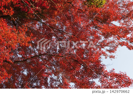 京都の秋を鮮やかに彩る紅葉 142970662