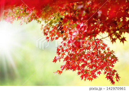 紅葉の葉を照らす木漏れ日 紅葉の葉を照らす木漏れ日 142970961