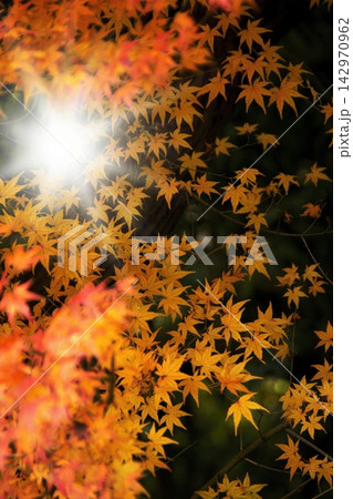 紅葉の葉を照らす木漏れ日 紅葉の葉を照らす木漏れ日 142970962