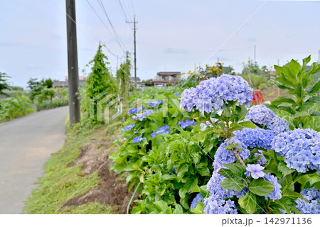 岩槻散歩：紫陽花の咲く路 142971136