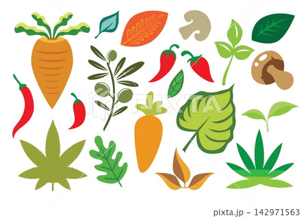 Vegetables set. Vector illustration isolated on white background. Flat style. 142971563
