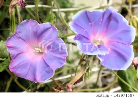 夏の花：朝顔：あさがお：朝顔屋敷   142971587