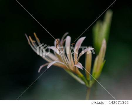 咲き始めの白花曼珠沙華 142971592