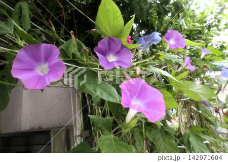 夏の花：朝顔：あさがお：朝顔屋敷  142971604