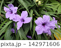 花壇の花『ルエリア』キツネノマゴ科：ルイラソウ属:園芸品種 142971606