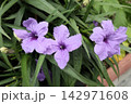 花壇の花『ルエリア』キツネノマゴ科：ルイラソウ属:園芸品種 142971608