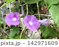 夏の花：朝顔：あさがお：朝顔屋敷  142971609