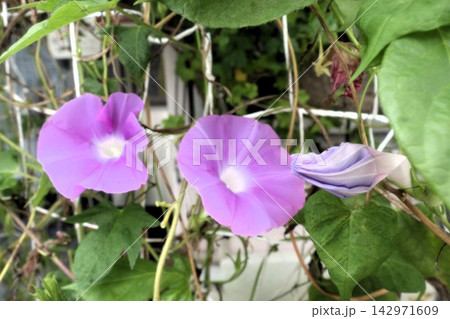 夏の花：朝顔：あさがお：朝顔屋敷  142971609