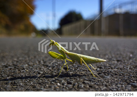 路上のカマキリ 路上のカマキリ 142971794