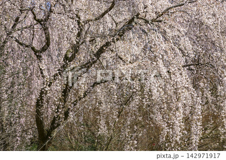 枝垂れ桜 142971917