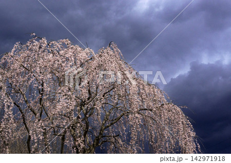 枝垂れ桜 枝垂れ桜 142971918