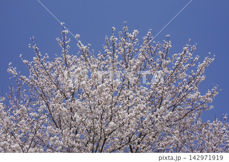 咲き誇る桜 142971919