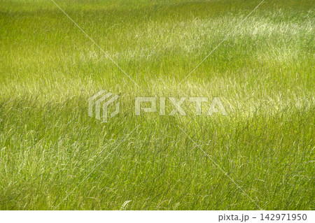 風に波打つ草地 風に波打つ草地 142971950