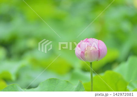 田園でみたハスの花 田園でみたハスの花 142972081