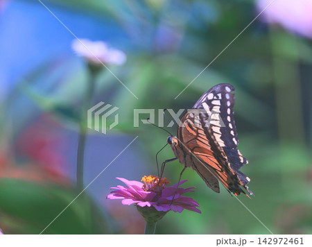 百日草の蜜を吸うアゲハチョウ 百日草の蜜を吸うアゲハチョウ 142972461