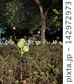 Hong Kong Mid-Autumn Festival dandelion light installation in park 142972973