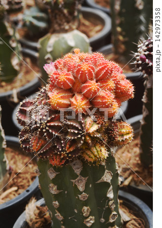 Vibrant Moon Cactus in a small pot. This *Gymnocalycium mihanovichii* varietyknown as the Moon Cactusis distinguished by its striking red and yellow top. These plants are created through grafting. Vibrant Moon Cactus in a small pot. This *Gymnocalycium mihanovichii* varietyknown as the Moon Cactusis distinguished by its striking red and yellow top. These plants are created through grafting. 142973358