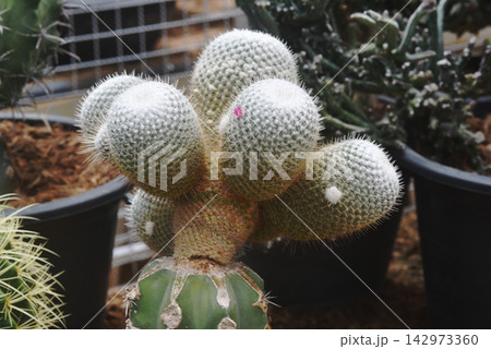 Mammillaria schwarzii is a species of plant in the family Cactaceae. It is a succulent cactus subshrub endemic to Guanajuato state in Mexico. 142973360