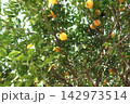 枝についたみかんの写真 142973514