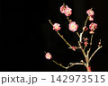小さな梅の盆栽 142973515