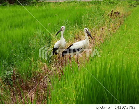 神奈川県伊勢原市に飛来したコウノトリ 神奈川県伊勢原市に飛来したコウノトリ 142973785