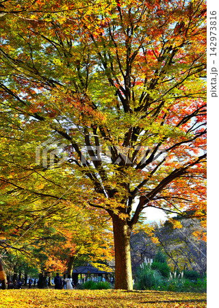 東京 代々木公園 落葉高木色鮮やかなケヤキの紅葉 東京 代々木公園 落葉高木色鮮やかなケヤキの紅葉 142973816