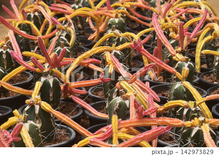 Texture or background of a tangle of Octopus Cactus thrives under a bright blue sky. Texture or background of a tangle of Octopus Cactus thrives under a bright blue sky. 142973829
