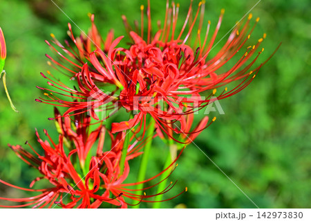 彼岸花 曼珠沙華 城山公園 初秋 彼岸花 曼珠沙華 城山公園 初秋 142973830