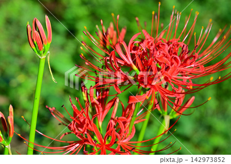 彼岸花 曼珠沙華 城山公園 初秋 彼岸花 曼珠沙華 城山公園 初秋 142973852