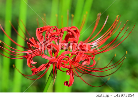彼岸花 曼珠沙華 城山公園 初秋 彼岸花 曼珠沙華 城山公園 初秋 142973854