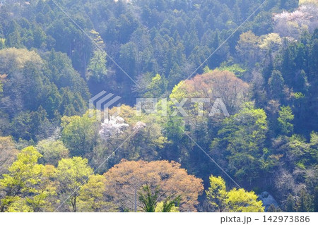 【神奈川県】春霞の芽吹きの里山 142973886