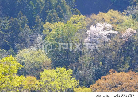 【神奈川県】春霞の芽吹きの頃 【神奈川県】春霞の芽吹きの頃 142973887