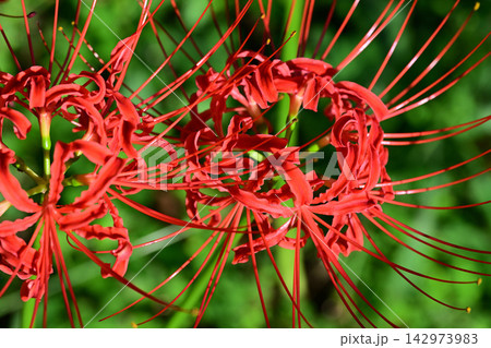 彼岸花 曼珠沙華 城山公園 初秋 彼岸花 曼珠沙華 城山公園 初秋 142973983