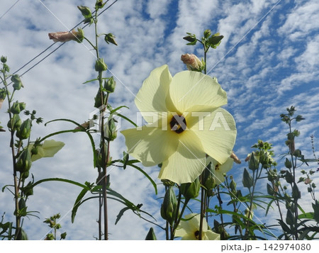 オクラに似た大輪の花を咲かせる「トロロアオイ(別名:花オクラ)」 オクラに似た大輪の花を咲かせる「トロロアオイ(別名:花オクラ)」 142974080