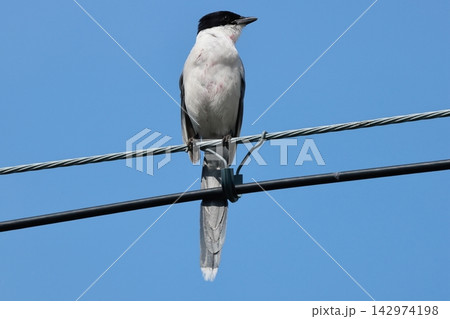 電線にとまったカラスの仲間、オナガ 電線にとまったカラスの仲間、オナガ 142974198