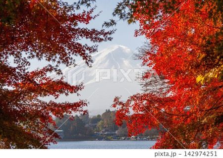 紅葉越しに望む秋の河口湖と富士山 紅葉越しに望む秋の河口湖と富士山 142974251