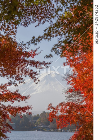 紅葉越しに望む秋の河口湖と富士山 紅葉越しに望む秋の河口湖と富士山 142974252